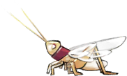 Udimo